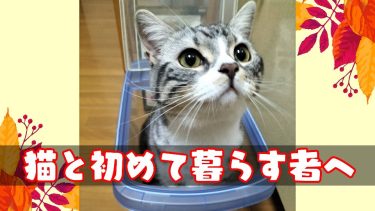猫と初めて暮らす人に読んでもらいたい記事の表紙