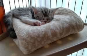 ネコちゃんが毛布の上で丸くなって眠る様子