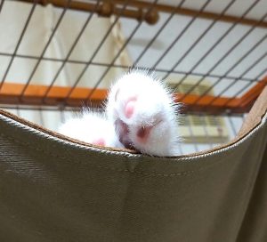 ネコちゃんの肉球のアップ