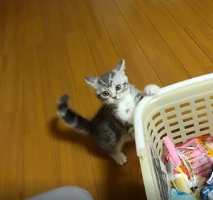 ネコちゃんがカゴの中身に興味を示す様子