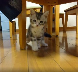 ネコちゃんがこちらに向かって歩いてくる様子