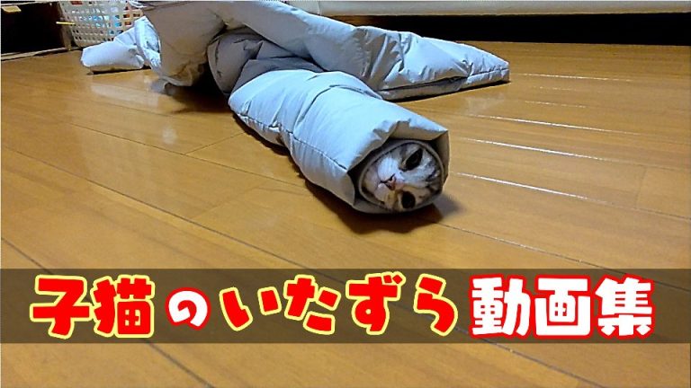 子猫が繰り出すイタズラを動画にして集めました